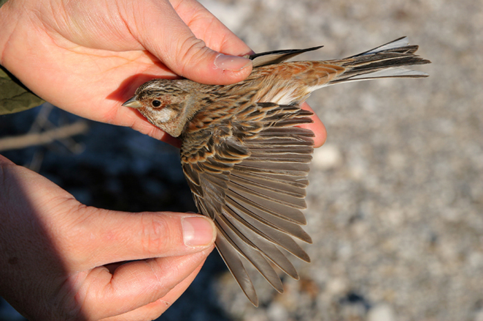 Zigolo golarossa (Emberiza leucocephalos)